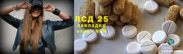 прущие грибы Верея